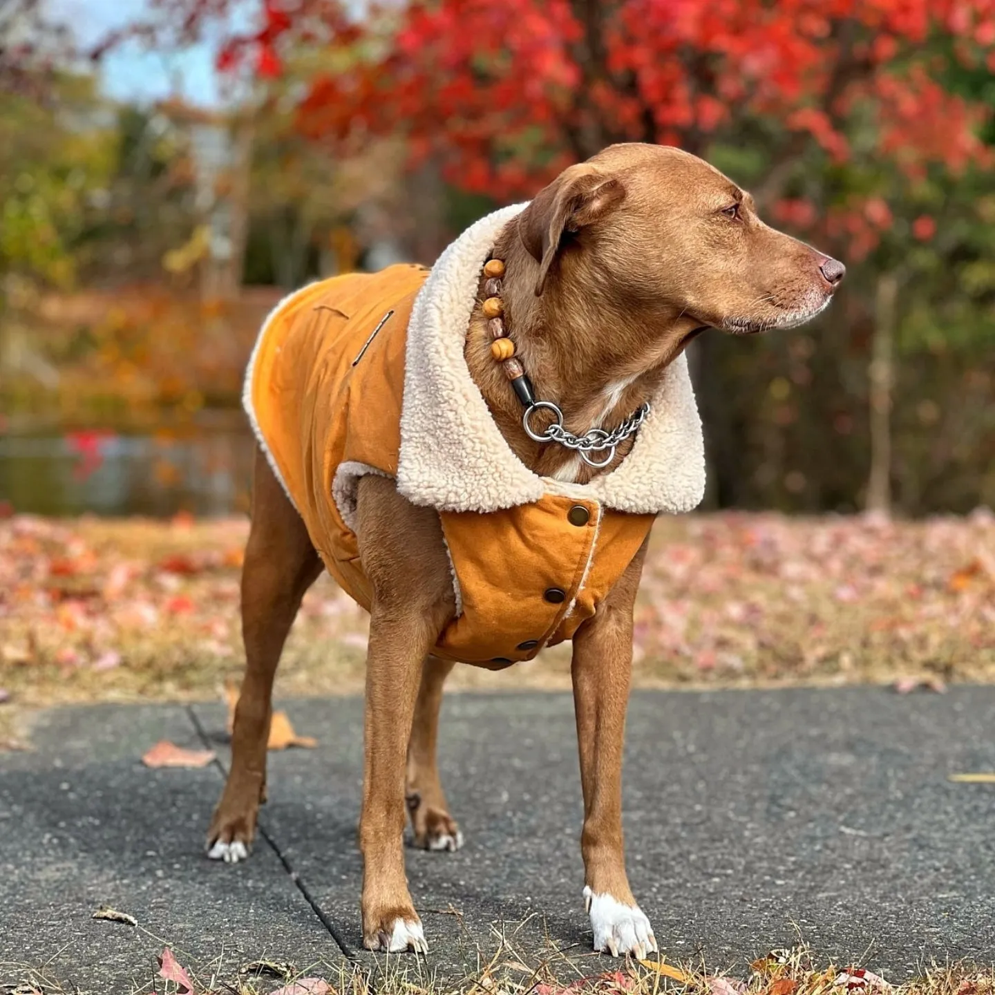 Workdog Insulated Utility Jacket Jackets